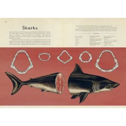 Animalium