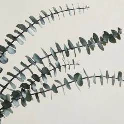 Dried Eucalyptus Bundle - Green