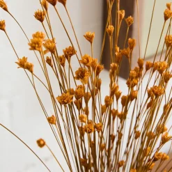 Dried Hill Flower Stems