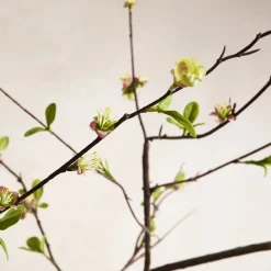 Faux Blossom Branch