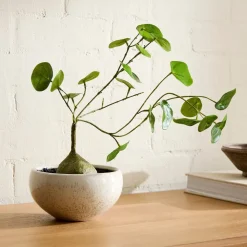 Faux Potted Caudex Plant