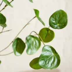 Faux Potted Caudex Plant