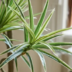 Faux Potted Dracaena
