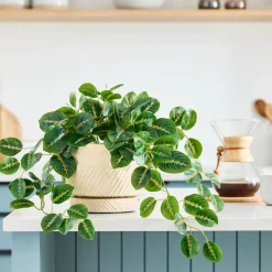 Faux Potted Herringbone Maranta Plant