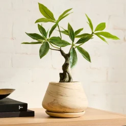Faux Potted Money Plant