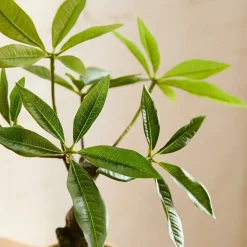 Faux Potted Money Plant