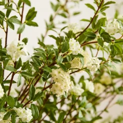 Faux White Blossom Bundle