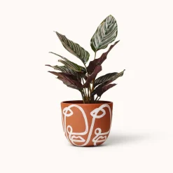 Franca NYC Cara Planter