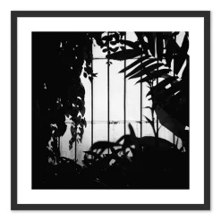 Greenhouse Shadows Framed Wall Art by Annie Spratt