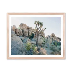 Joshua Tree Framed Print by Morgan Ashley