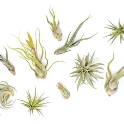 Live Beginner-Friendly Tillandsia Air Plant Assortment (Set of 10)