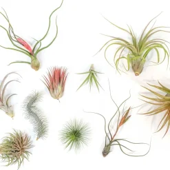 Live Premium Tillandsia Air Plant Assortment (Set of 10)