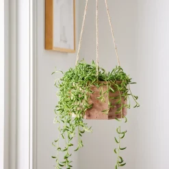 Live Succulent String of Bananas w/ Hanging Planter