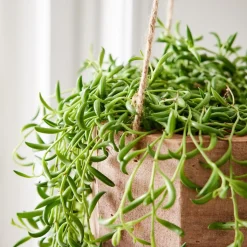 Live Succulent String of Bananas w/ Hanging Planter