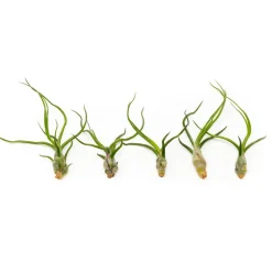 Live Tillandsia Bulbosa Guatemala Air Plants (Set of 5)