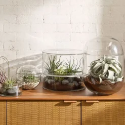 Live Tillandsia Caput Medusae Air Plants (Set of 5)