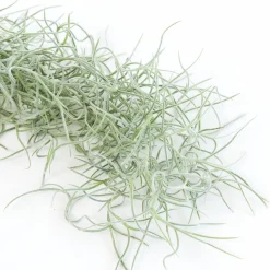 Live Tillandsia Usneoides Spanish Moss Air Plant Clumps (Set of 3)