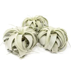 Live Tillandsia Xerographica Air Plants & Xerographica Seedling Pack