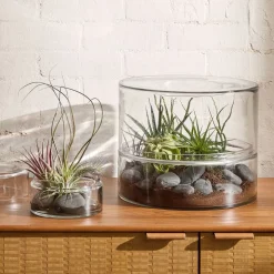 Live Tillandsia Xerographica Air Plants & Xerographica Seedling Pack