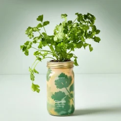 Modern Sprout Garden Jar