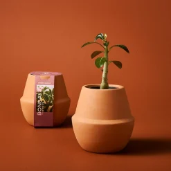 Modern Sprout Modern Terracotta Grow Kit