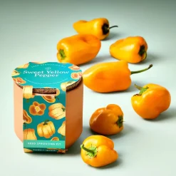 Modern Sprout Tiny Terracotta Grow Kit - Fruit