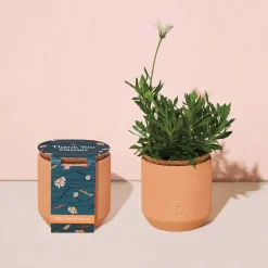 Modern Sprout Tiny Terracotta Grow Kits - Flowers
