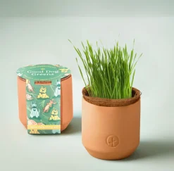 Modern Sprout Tiny Terracotta Grow Kits - Greens