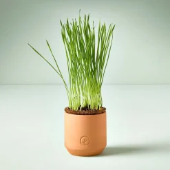 Modern Sprout Tiny Terracotta Grow Kits - Greens