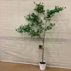 Open Box: Faux Maple Potted Tree (6') - Green