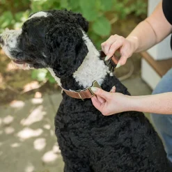 Steele Canvas Dog Collar