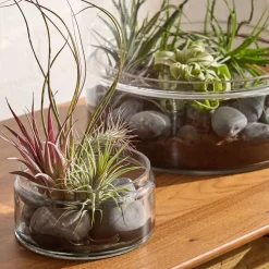 Thatcher Terrarium